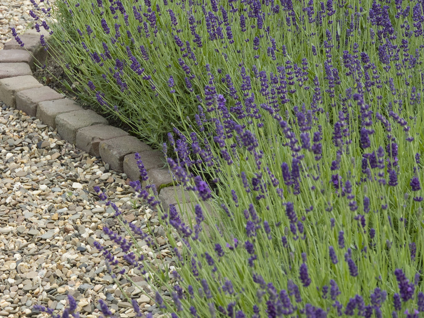 De Lavendel (Lavandula angustifolia 'Hidcote')