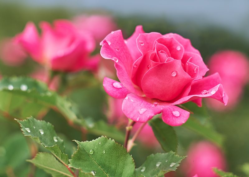 Een van de meest bekende bloem die er bestaat is de roos, hier een mooi en duidelijk filmpje waarbij je kan zien hoe je je roosjes in de tuin het beste verzorgd!:)