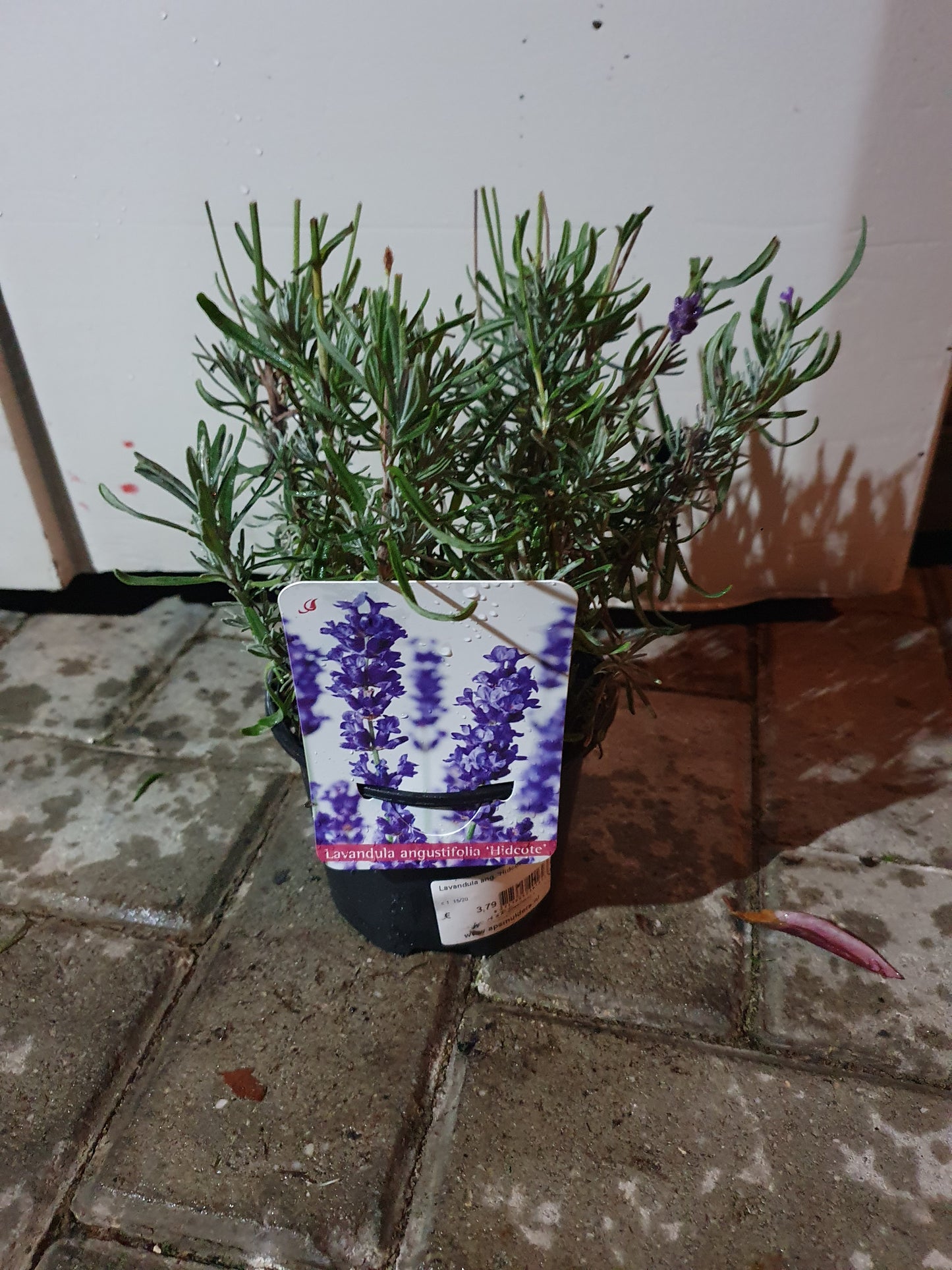 De Lavendel (Lavandula angustifolia 'Hidcote')