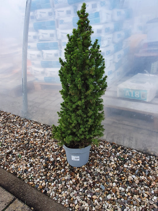 De Spar (Picea glauca 'Conica')