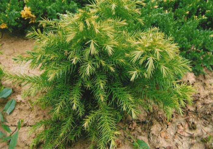 De Cryptomeria japonica 'Monstrosa Nana'