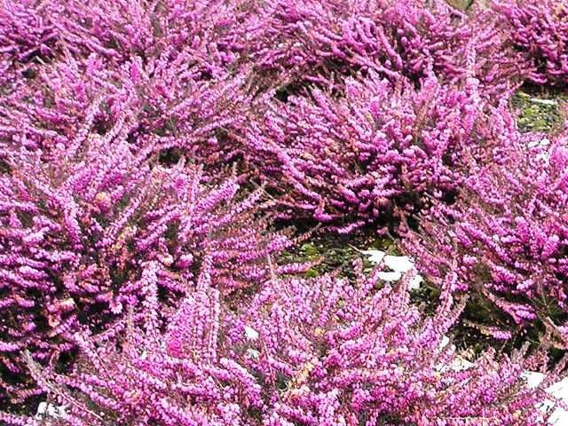 Erica darlyensis 'Kramers Rote'