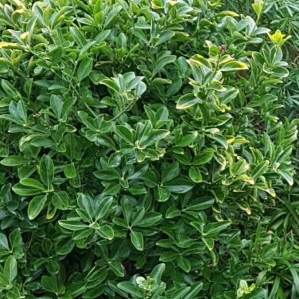 De Kardinaalshoed (Euonymus japonicus 'Microphyllus')