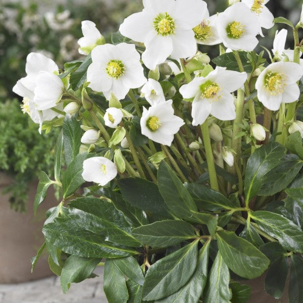 De Kerstroos (Helleborus Niger)