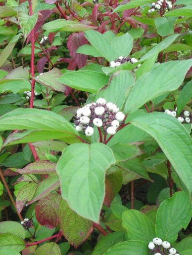 De Cornus albla 'Sibirica'