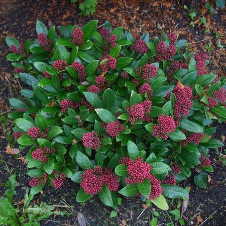 De Skimmia (Skimmia japonica 'Rubella')