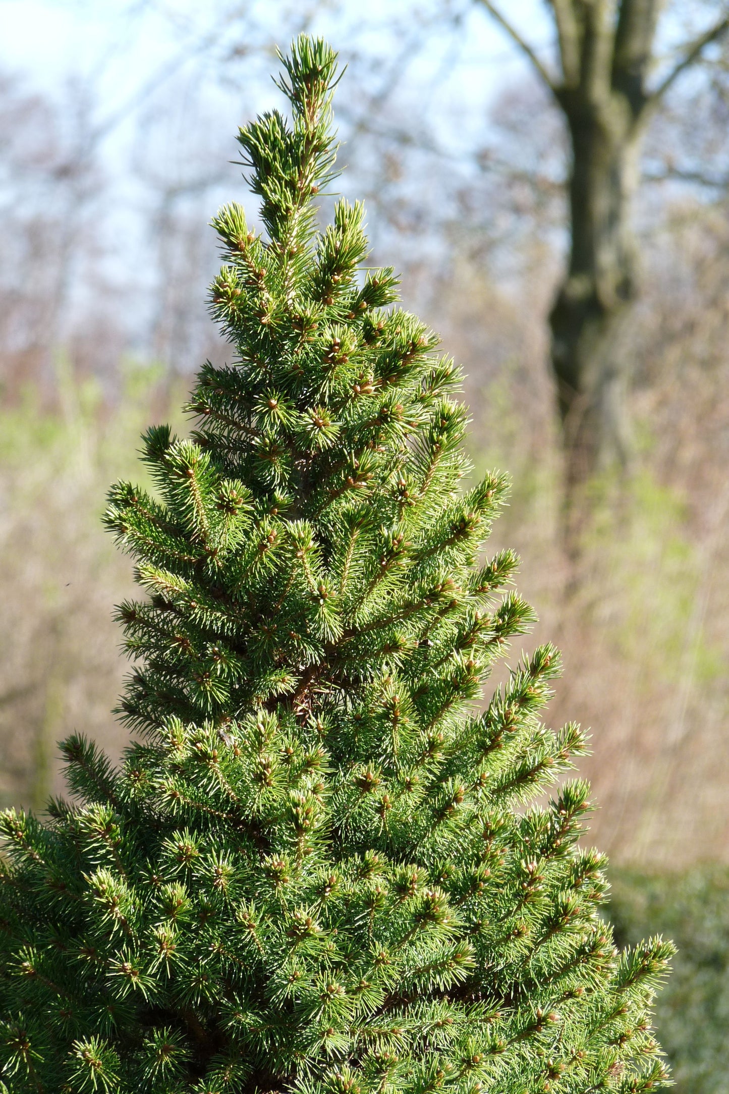 De Spar (Picea glauca 'Conica')